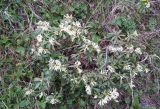 Daphne glomerata. Цветущие растения. Грузия, Казбегский муниципалитет, вост. склон горы Казбек, ≈ 2100 м н.у.м., травянистый склон. 22.05.2018.
