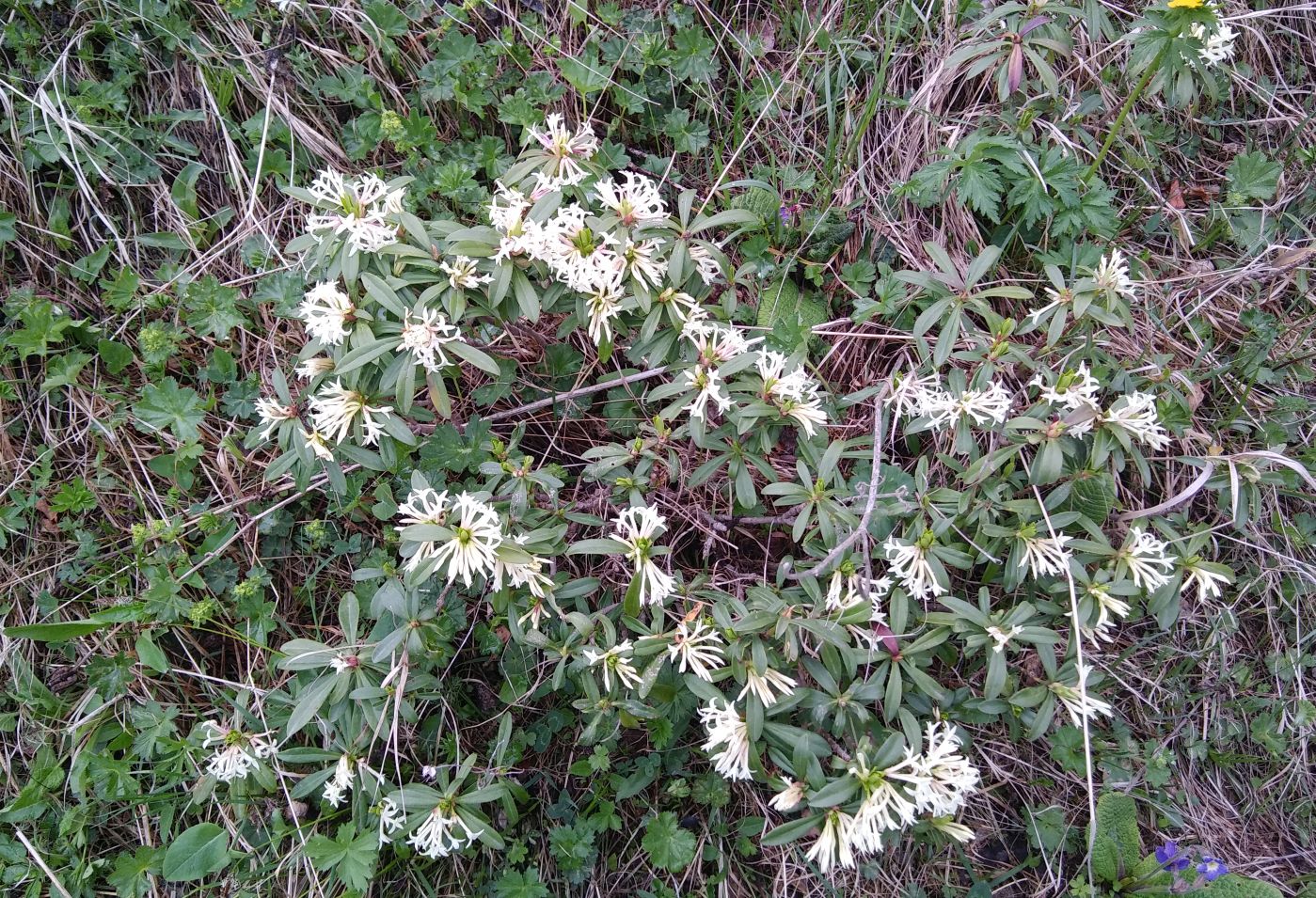 Image of Daphne glomerata specimen.