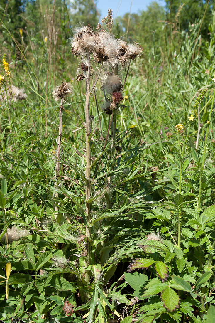 Изображение особи Cirsium heterophyllum.