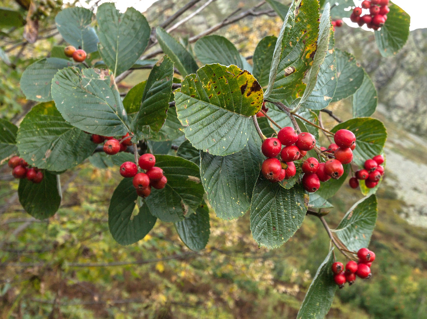 Изображение особи род Sorbus.