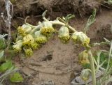 Artemisia stelleriana