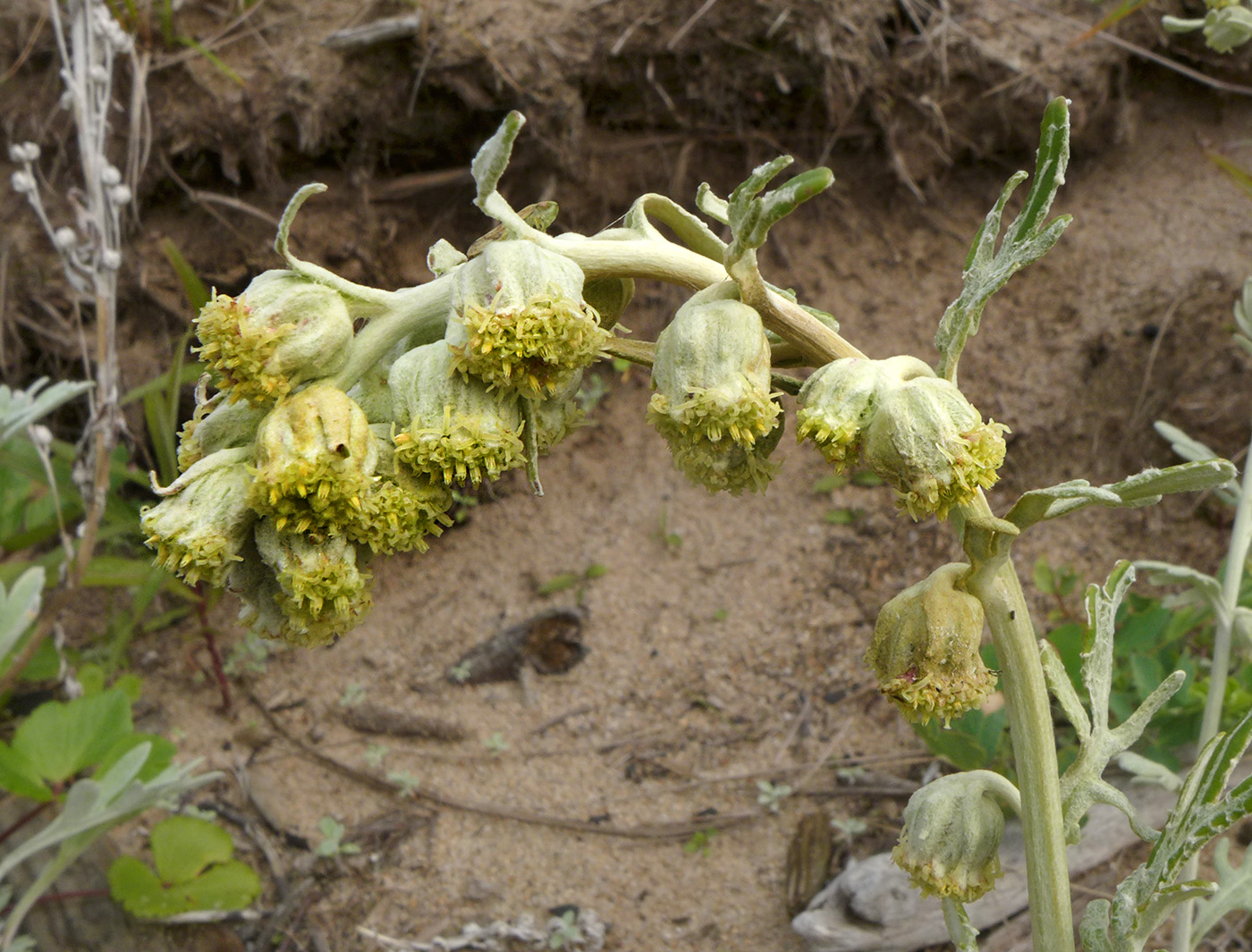 Image of Artemisia stelleriana specimen.