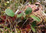 Salix reticulata