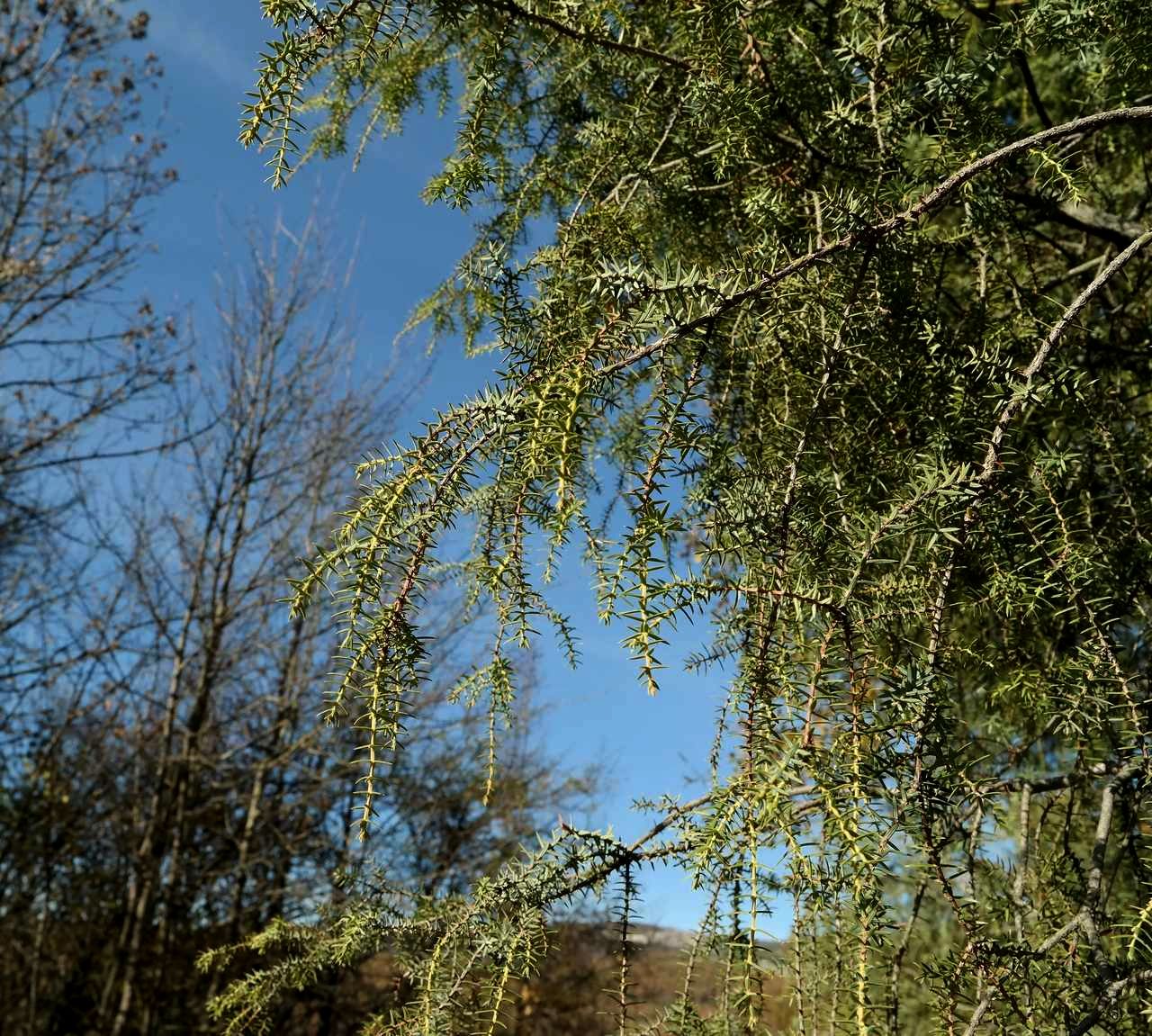Image of Juniperus deltoides specimen.