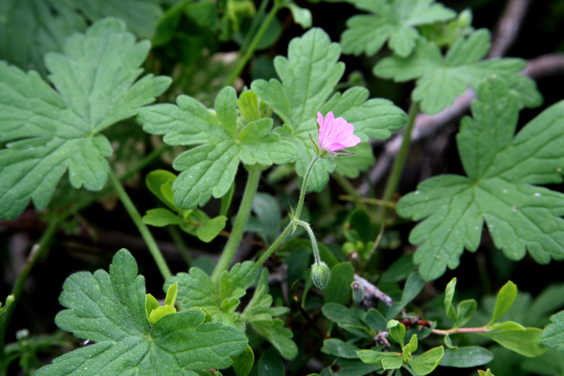 Image of Geranium divaricatum specimen.