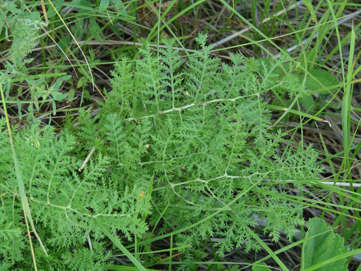 Image of Artemisia laciniata specimen.