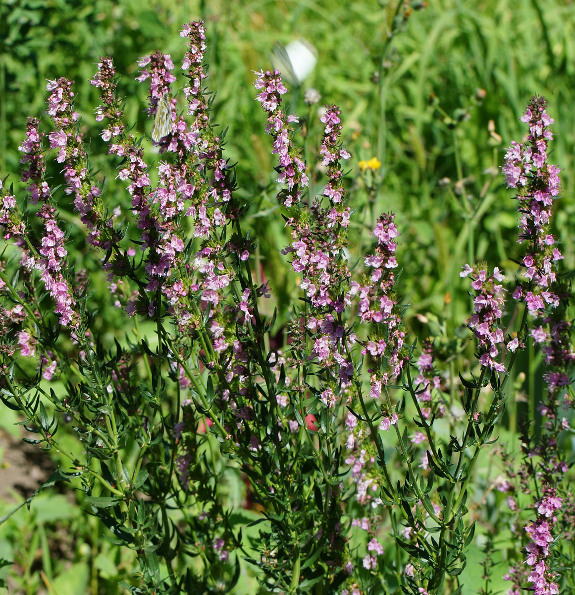 Изображение особи Hyssopus officinalis.