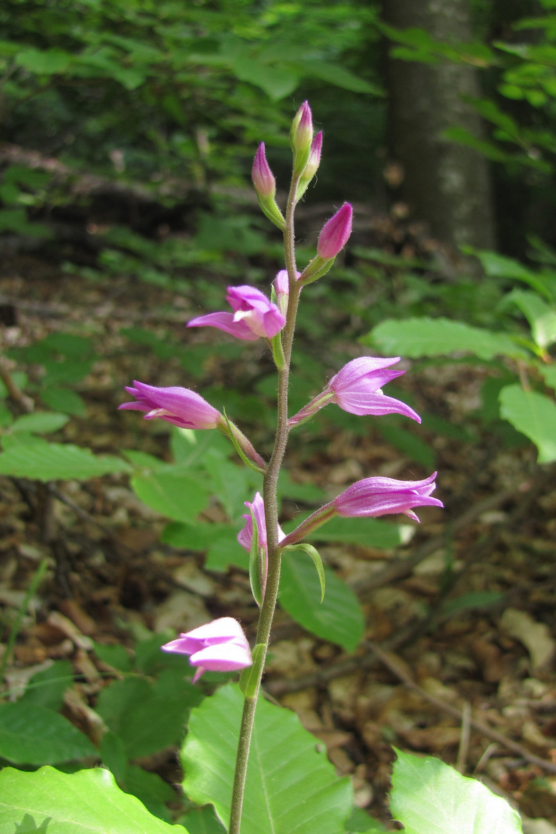 Изображение особи Cephalanthera rubra.