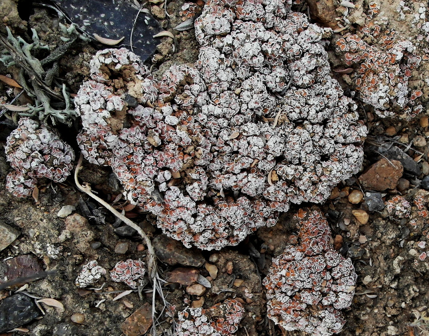 Image of Psora decipiens specimen.