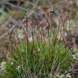 Tofieldia coccinea