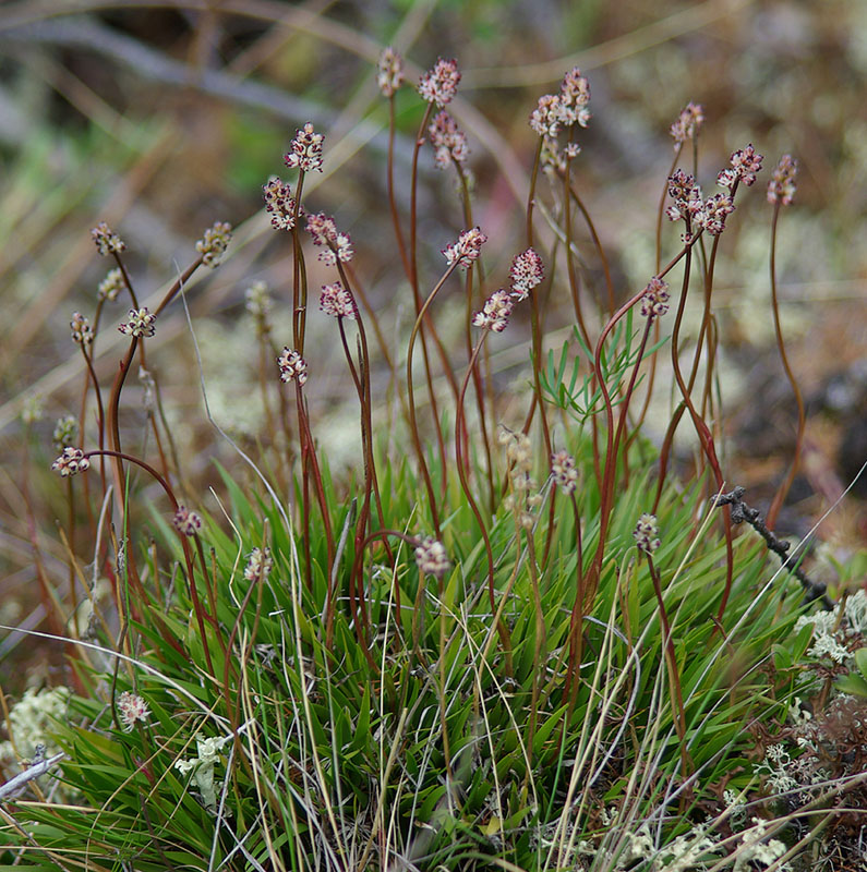 Image of Tofieldia coccinea specimen.