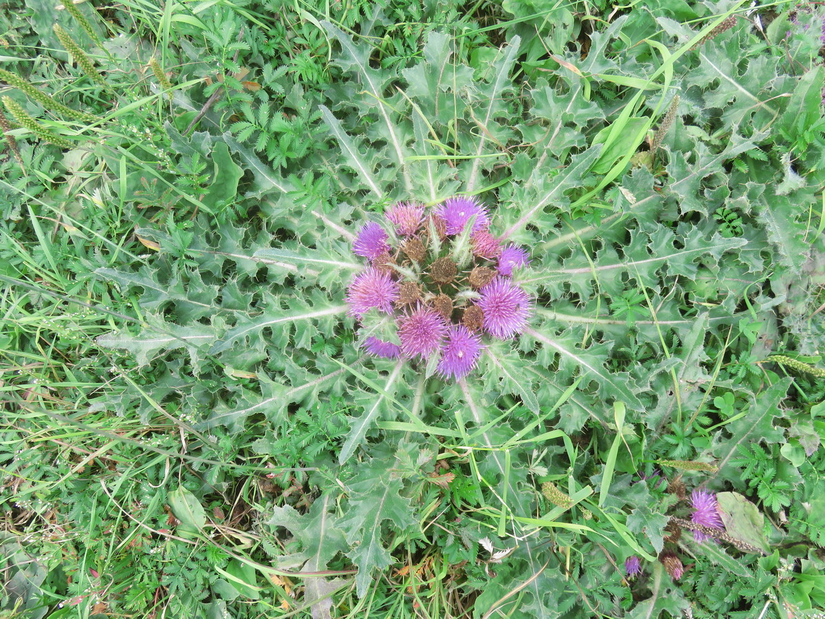 Image of Cirsium esculentum specimen.