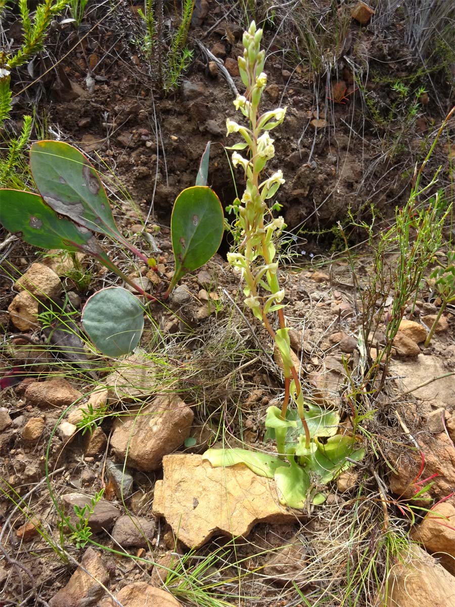 Image of Satyrium odorum specimen.