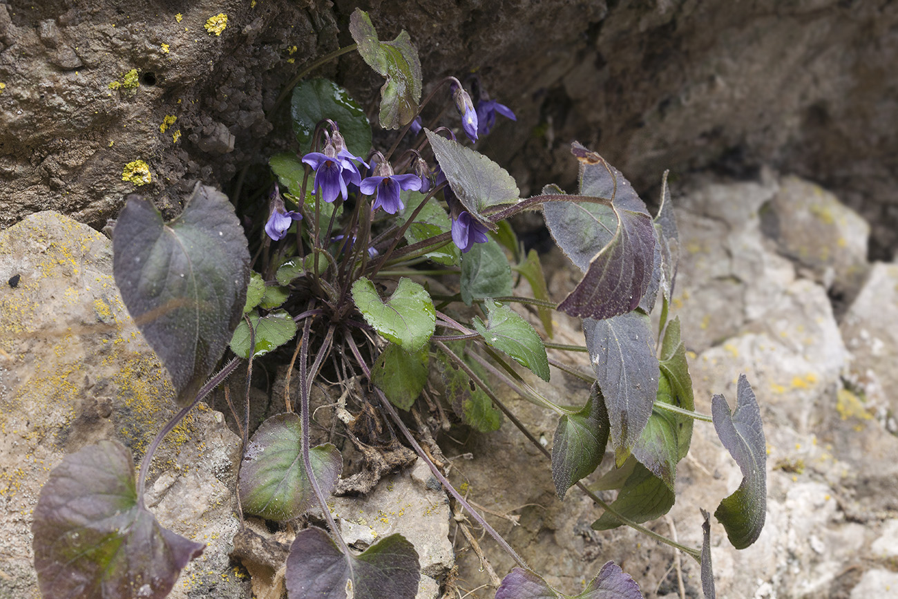 Изображение особи Viola dehnhardtii.