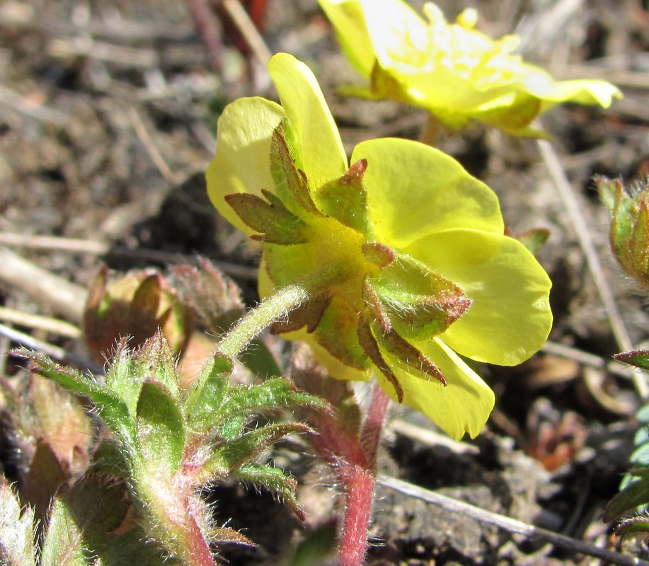 Изображение особи Potentilla adenophylla.