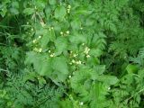 Euonymus europaeus