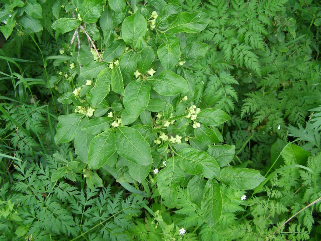 Изображение особи Euonymus europaeus.