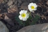 Ranunculus alpestris