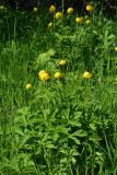 Trollius europaeus. Цветущие растения. Санкт-Петербург, Пушкинский р-н, окр. пос. Александровская, луговой склон. 18.05.2019.