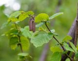 род Corylus