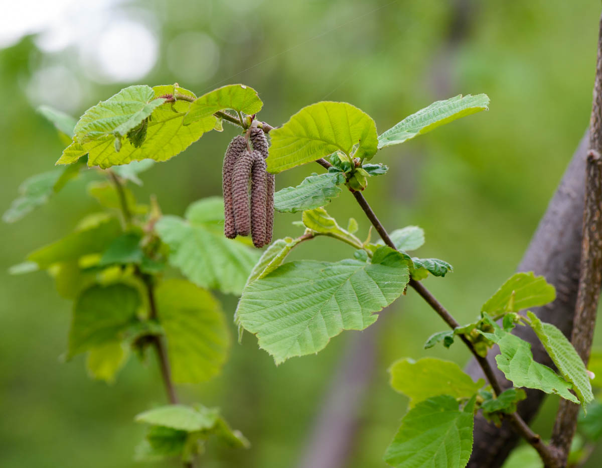 Изображение особи род Corylus.