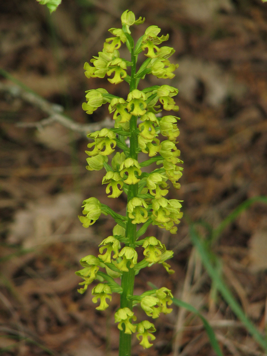 Image of Orchis punctulata specimen.