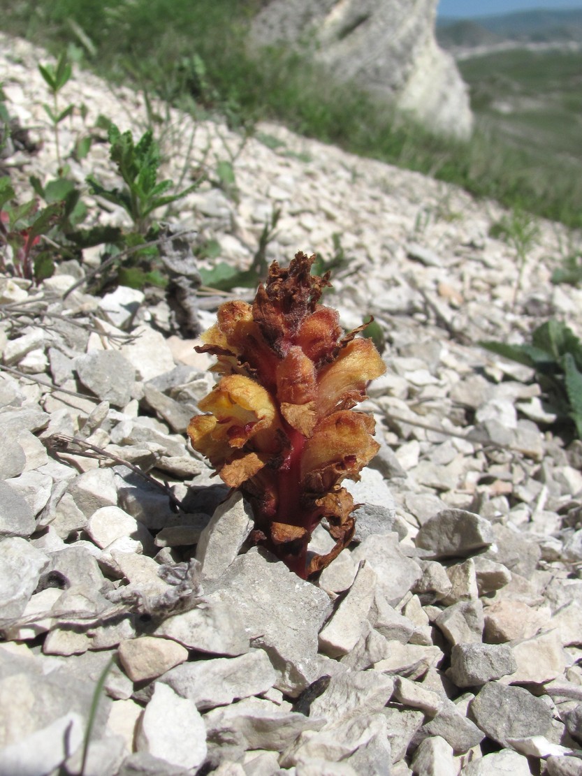 Image of Orobanche alba ssp. xanthostigma specimen.