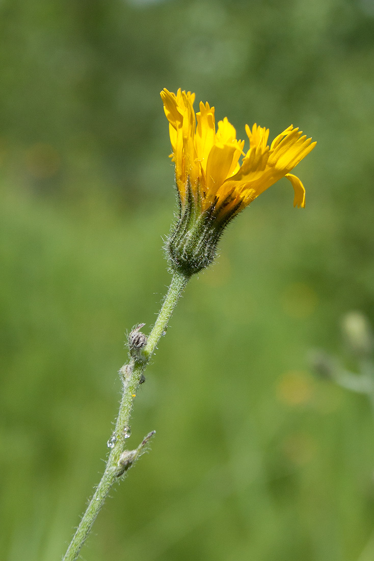 Изображение особи род Hieracium.