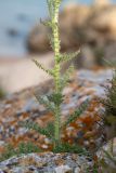 Carduus uncinatus subspecies davisii. Нижняя часть цветущего растения. Крым, Керченский п-ов, Караларская степь, в расщелине скалы. 30.04.2019.