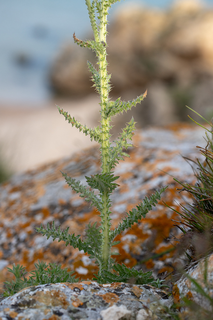 Image of Carduus uncinatus ssp. davisii specimen.