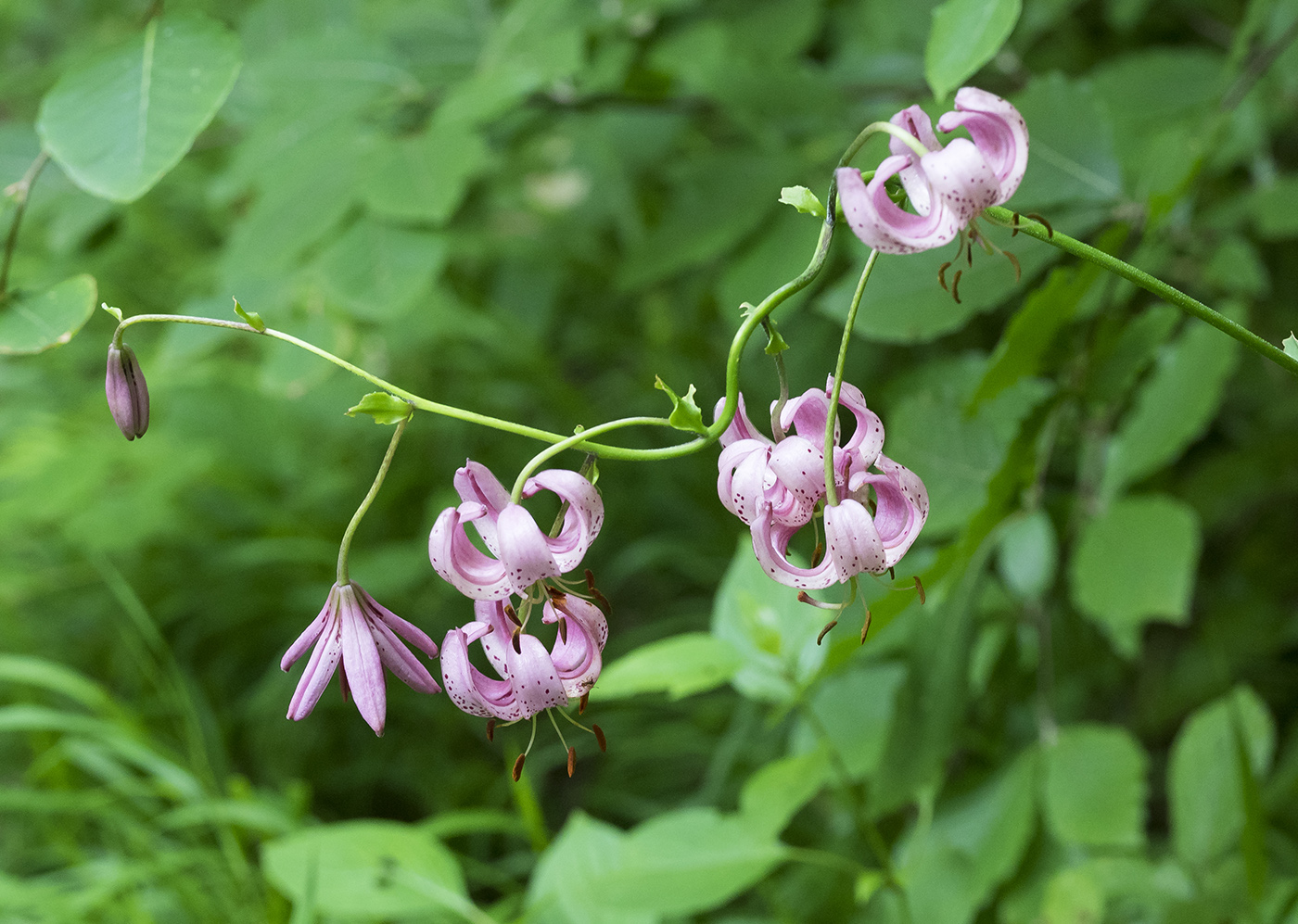 Image of Lilium caucasicum specimen.