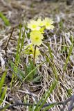 Primula cordifolia