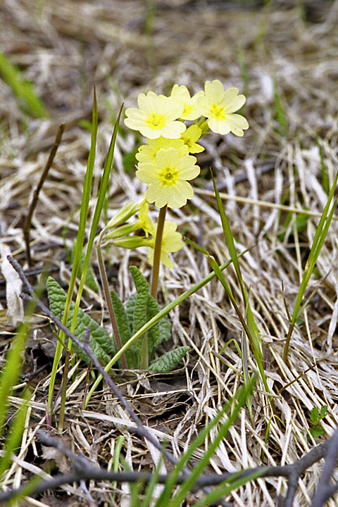 Image of Primula cordifolia specimen.