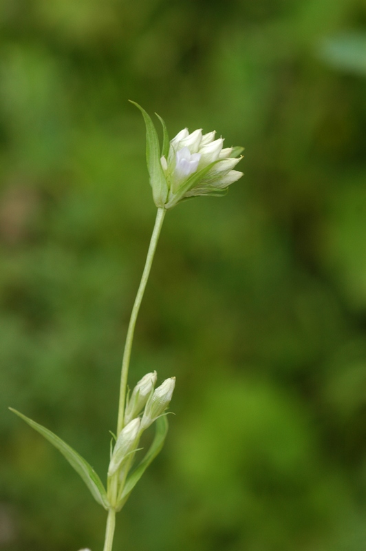 Image of Gentianella turkestanorum specimen.