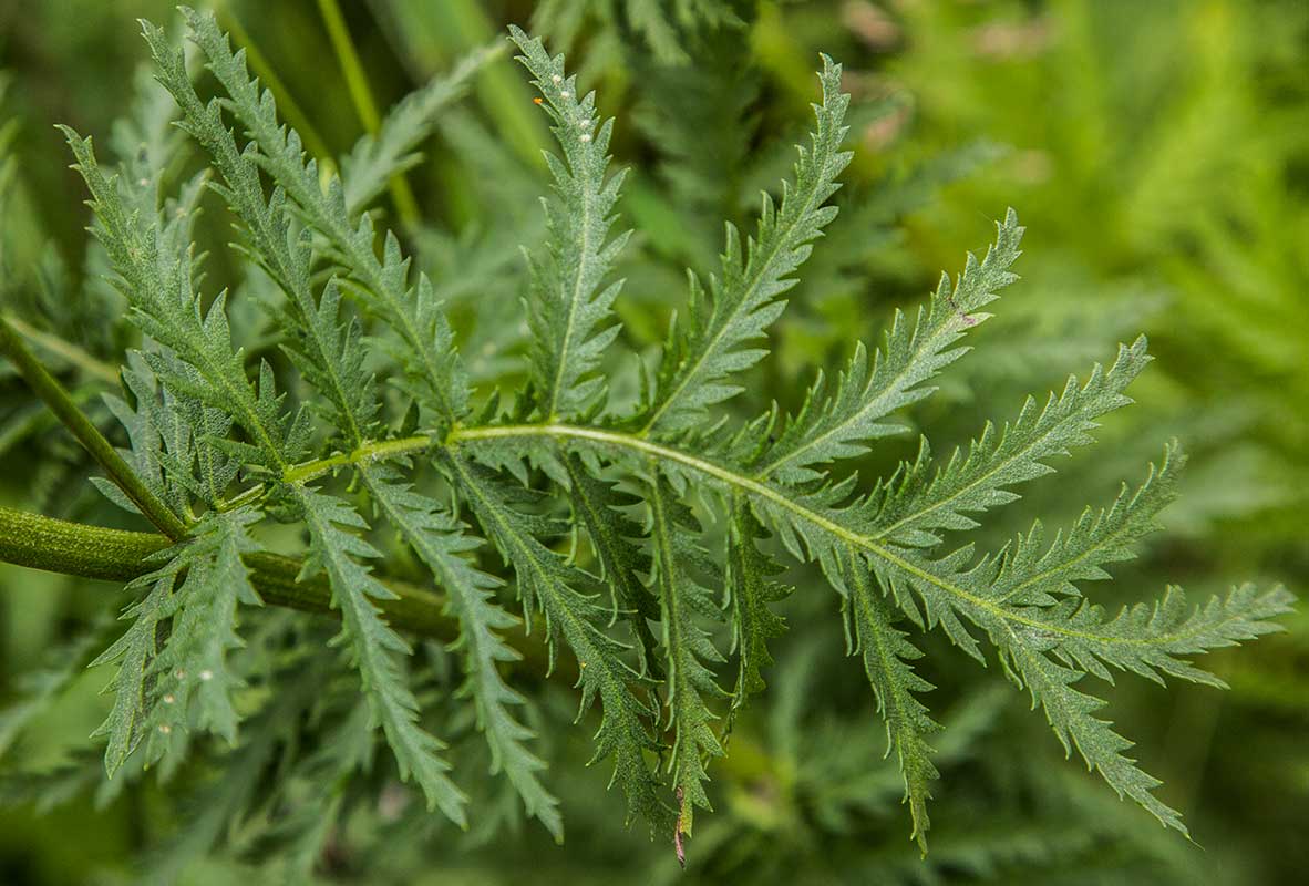 Изображение особи Tanacetum vulgare.