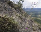 Centaurea stankovii