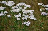 Achillea millefolium