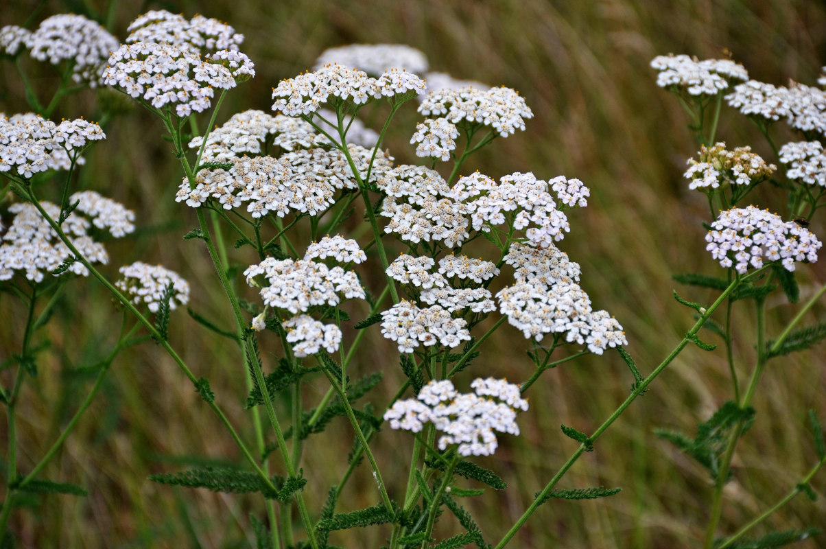 Изображение особи Achillea millefolium.