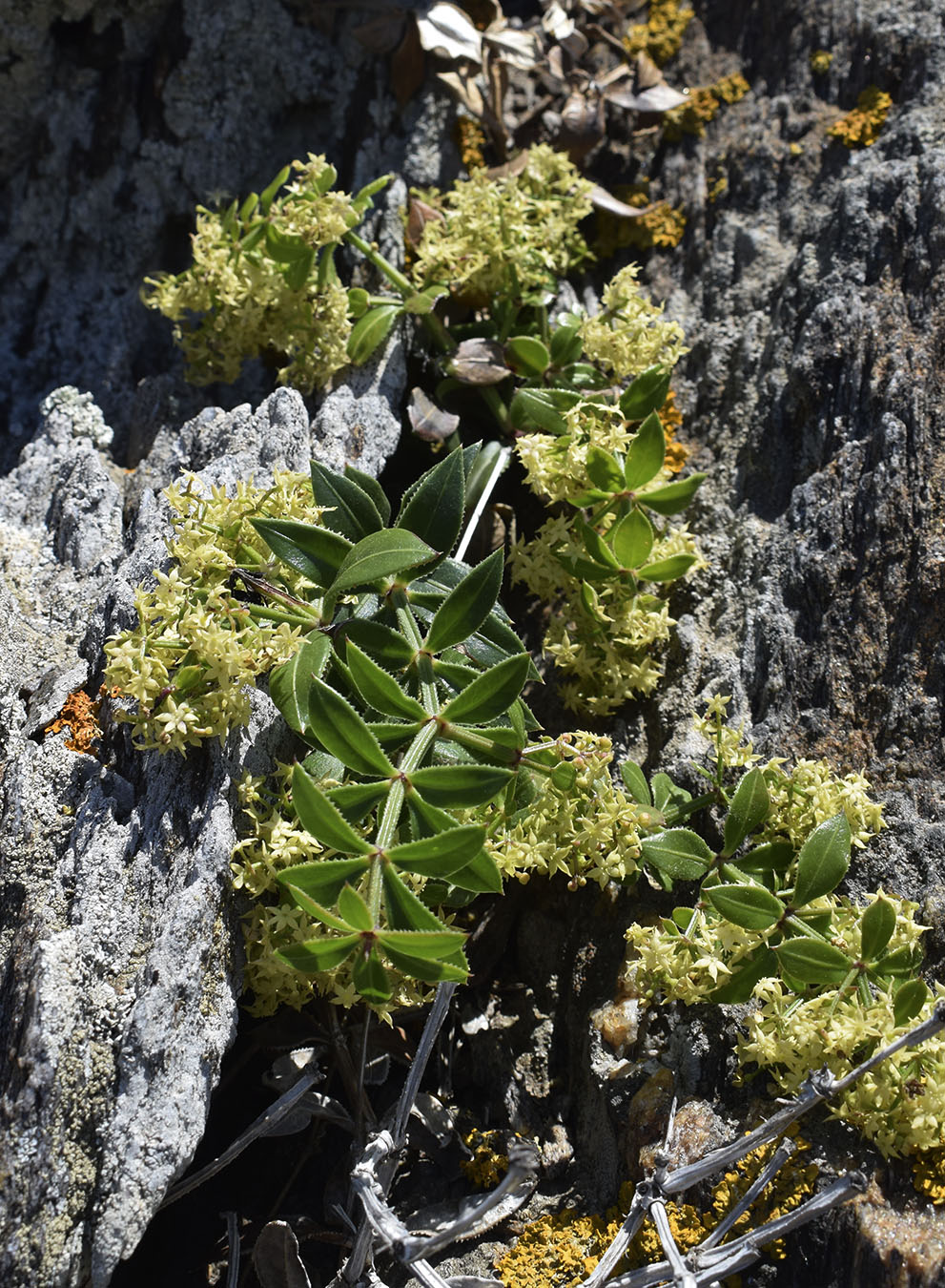 Image of Rubia peregrina specimen.