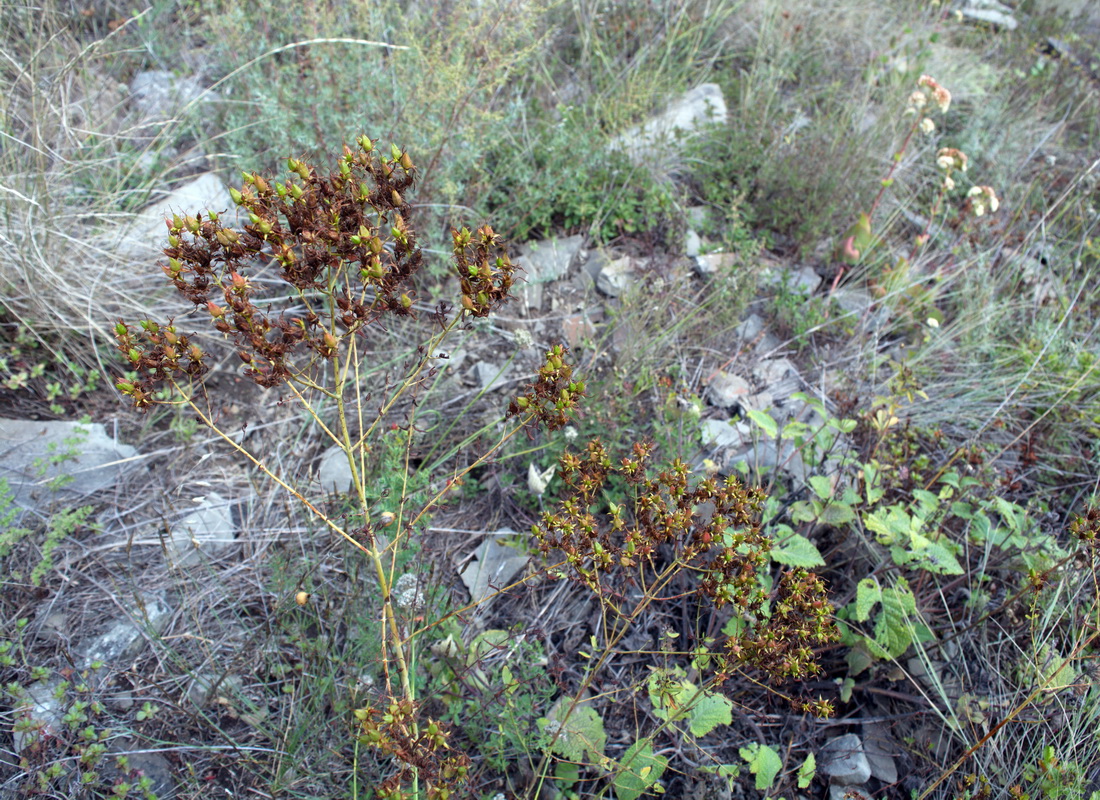 Image of genus Hypericum specimen.