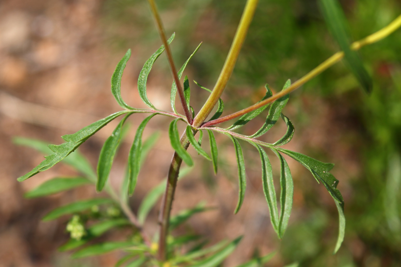 Image of Patrinia rupestris specimen.