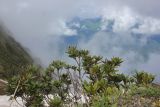 Rhododendron caucasicum. Вегетирующее растение с развивающимися бутонами. Краснодарский край, м/о город-курорт Сочи, окр. с. Эстосадок, хребет Аибга, субальпийский пояс, выс. ≈ 2250 м н.у.м. 8 июня 2016 г.