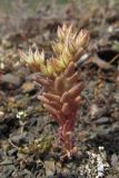 Sedum rubens