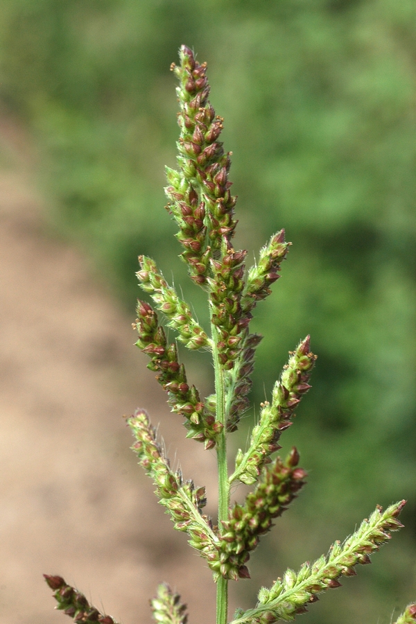 Изображение особи Echinochloa crus-galli.