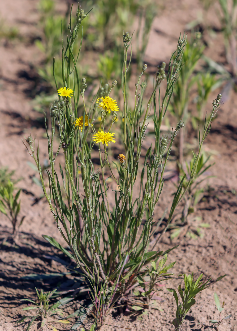 Изображение особи Crepis tectorum.