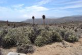 Puya chilensis