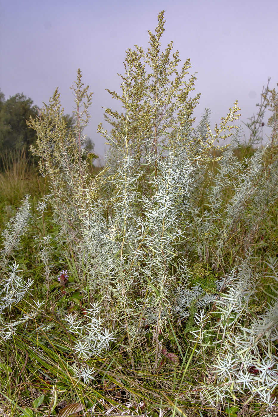 Изображение особи Artemisia glauca.