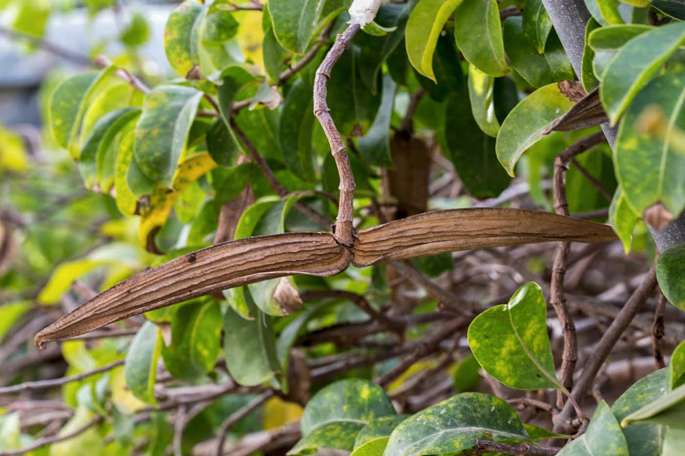 Image of Cryptostegia madagascariensis specimen.