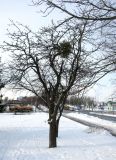 Malus domestica. Покоящееся дерево с паразитирующим Viscus alba в кроне. Беларусь, г. Гродно, мкрн. Девятовка, в культуре. 25.12.2018.