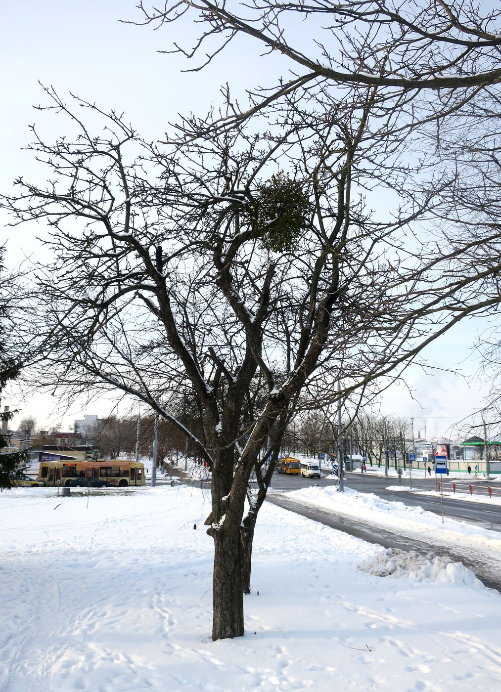 Изображение особи Malus domestica.